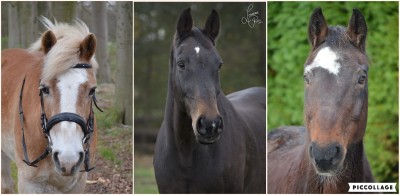 Wat hebben mijn paarden nu te maken met vitale medewerkers?